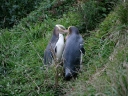catlins (69)